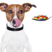 Χάπια αποπαρασίτωσης σε σκύλο